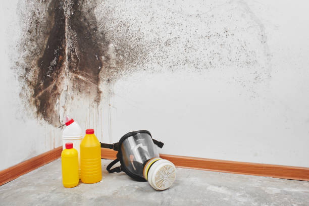 Environmental Consulting for Mold Prevention